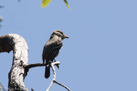 Image of American Grey Flycatcher