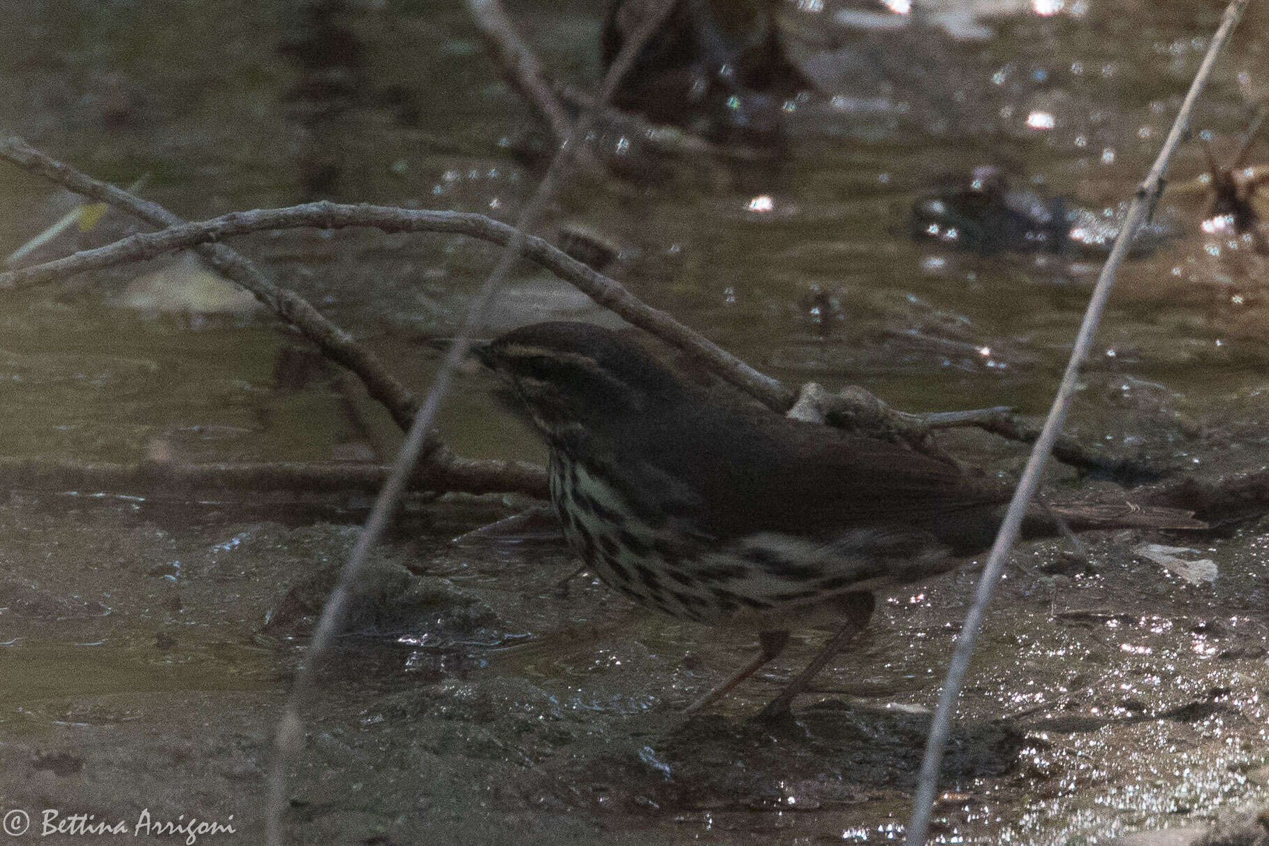 Image of Northern Waterthrush