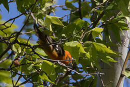 Image of Flame-colored Tanager