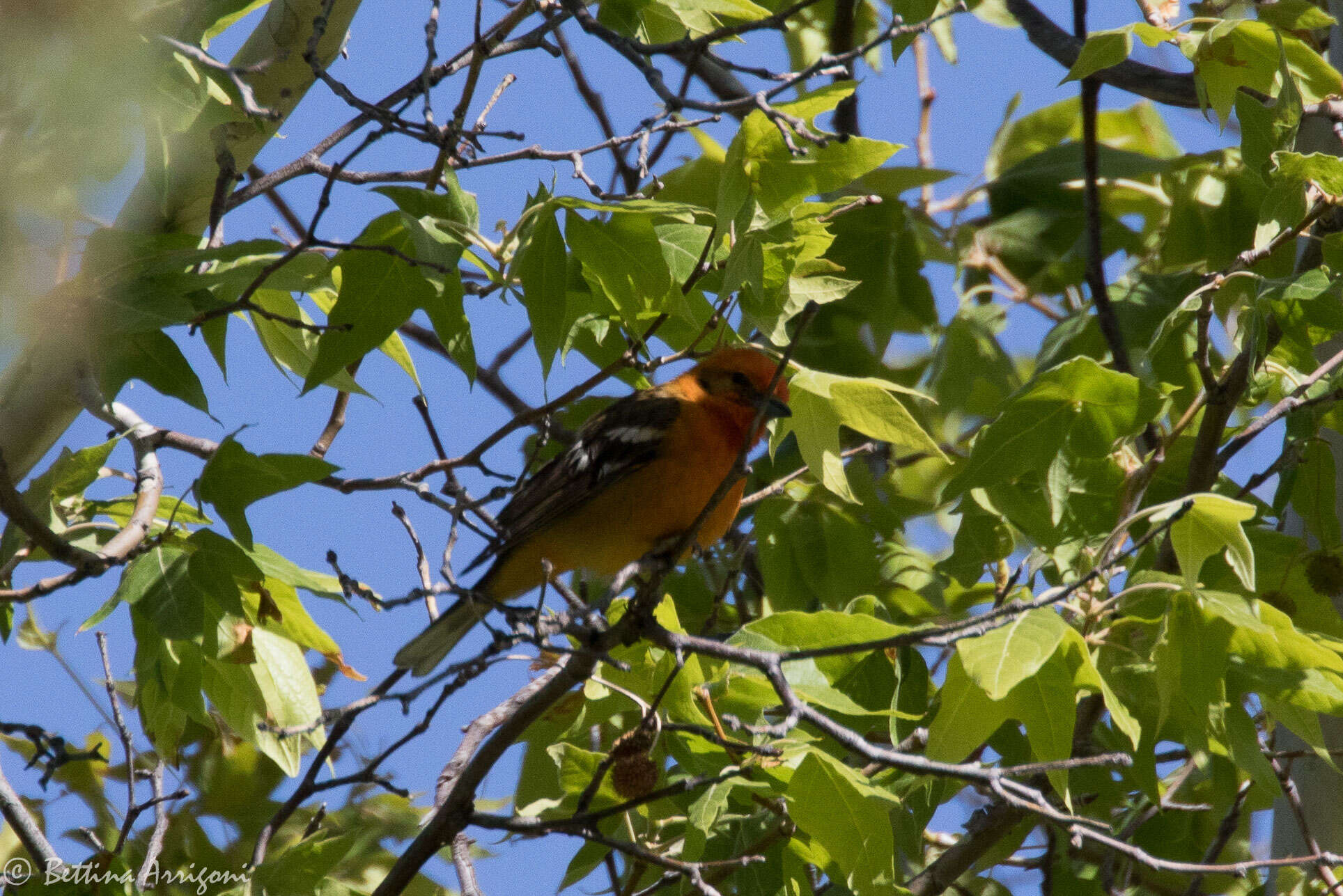 Image of Flame-colored Tanager