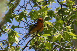 Image of Flame-colored Tanager