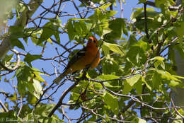 Image of Flame-colored Tanager