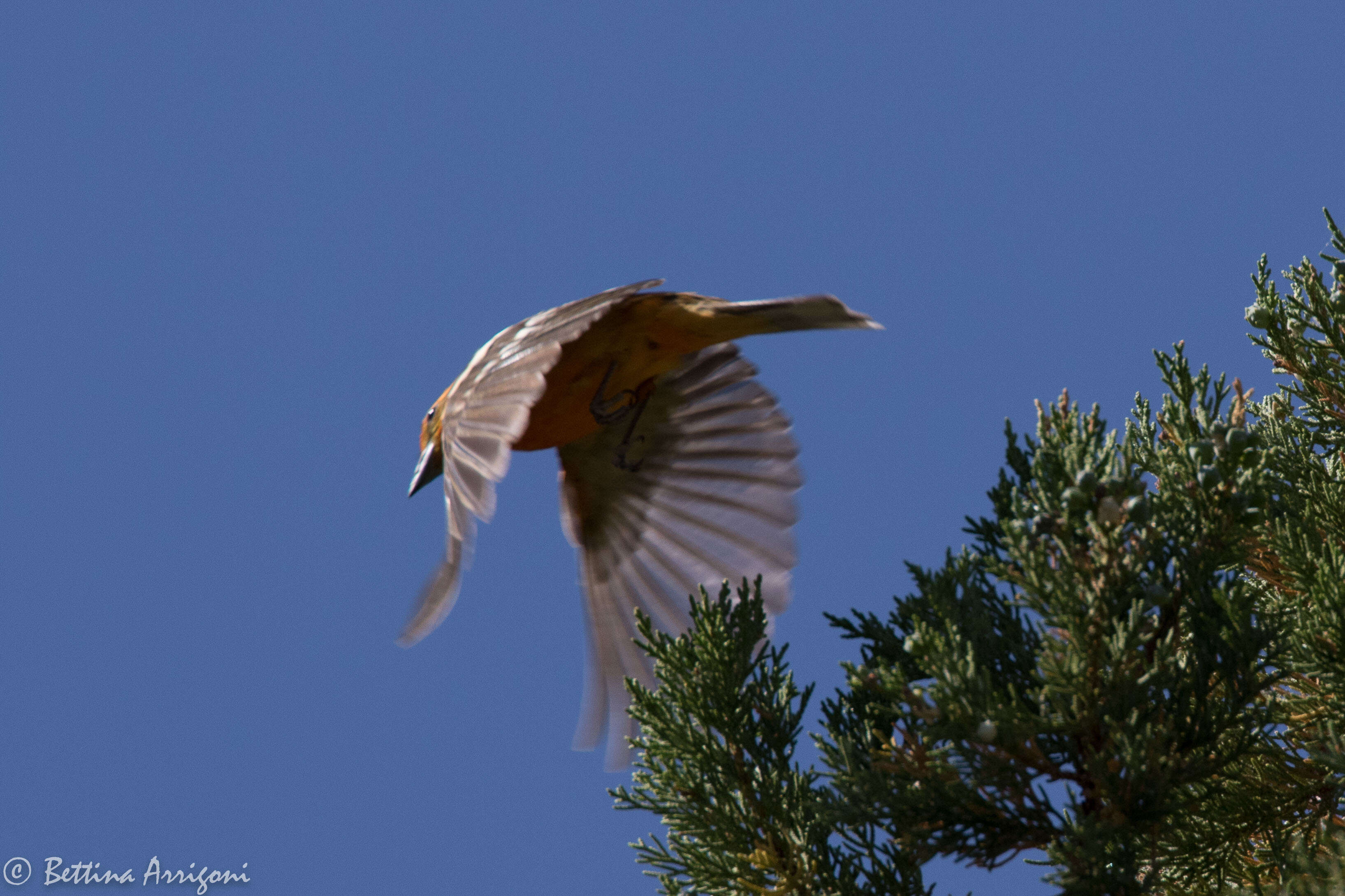 Image of Flame-colored Tanager