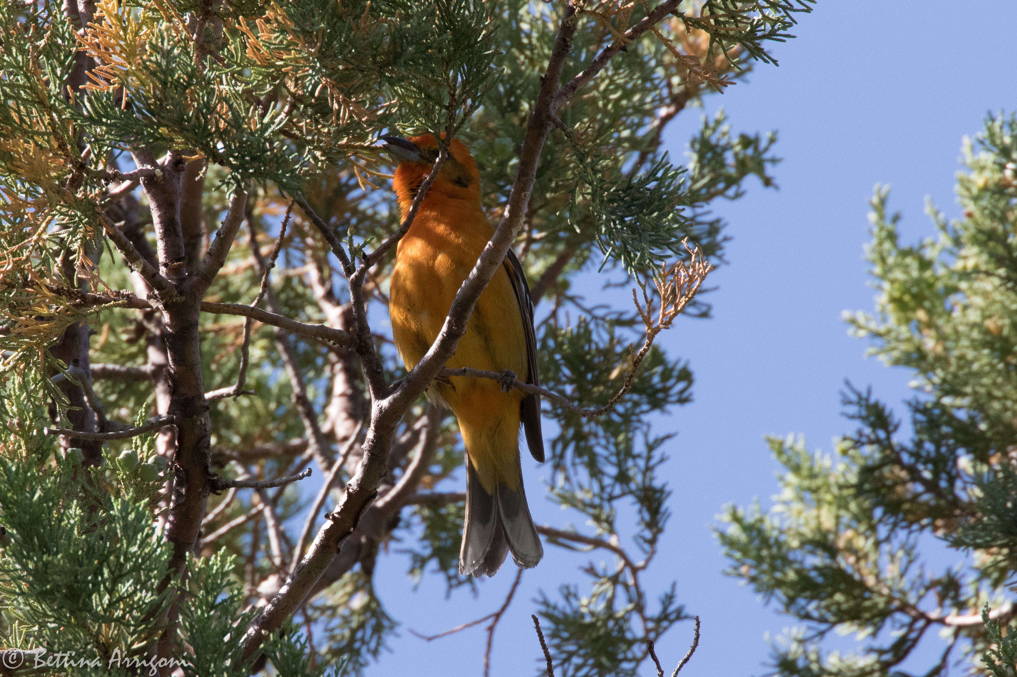 Image of Flame-colored Tanager