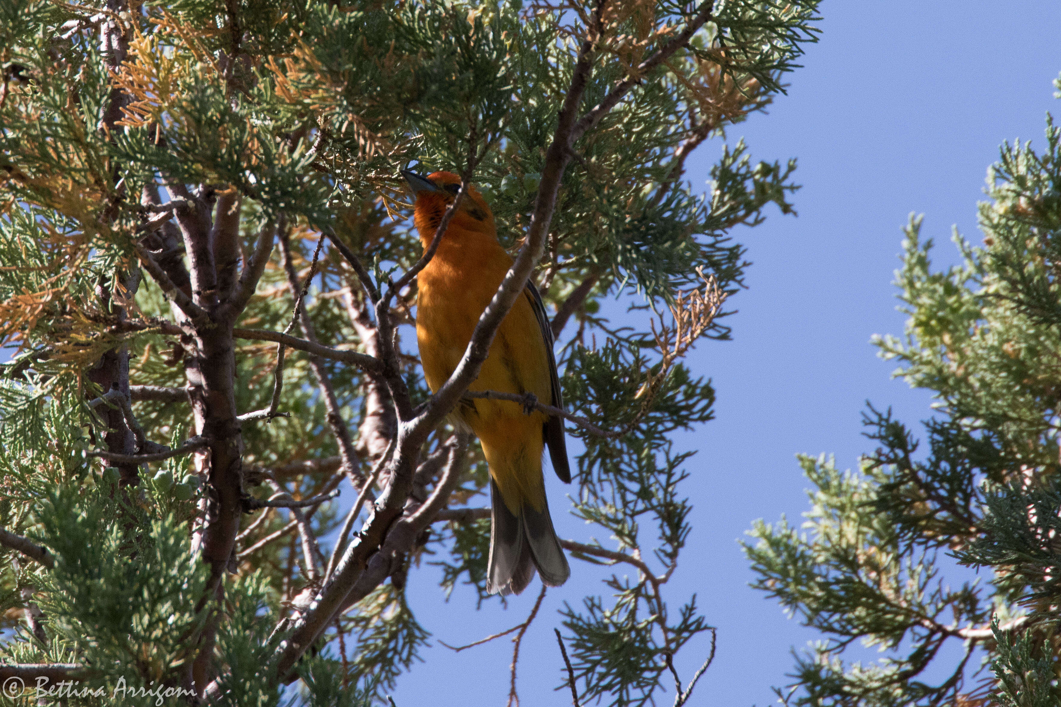 Image of Flame-colored Tanager