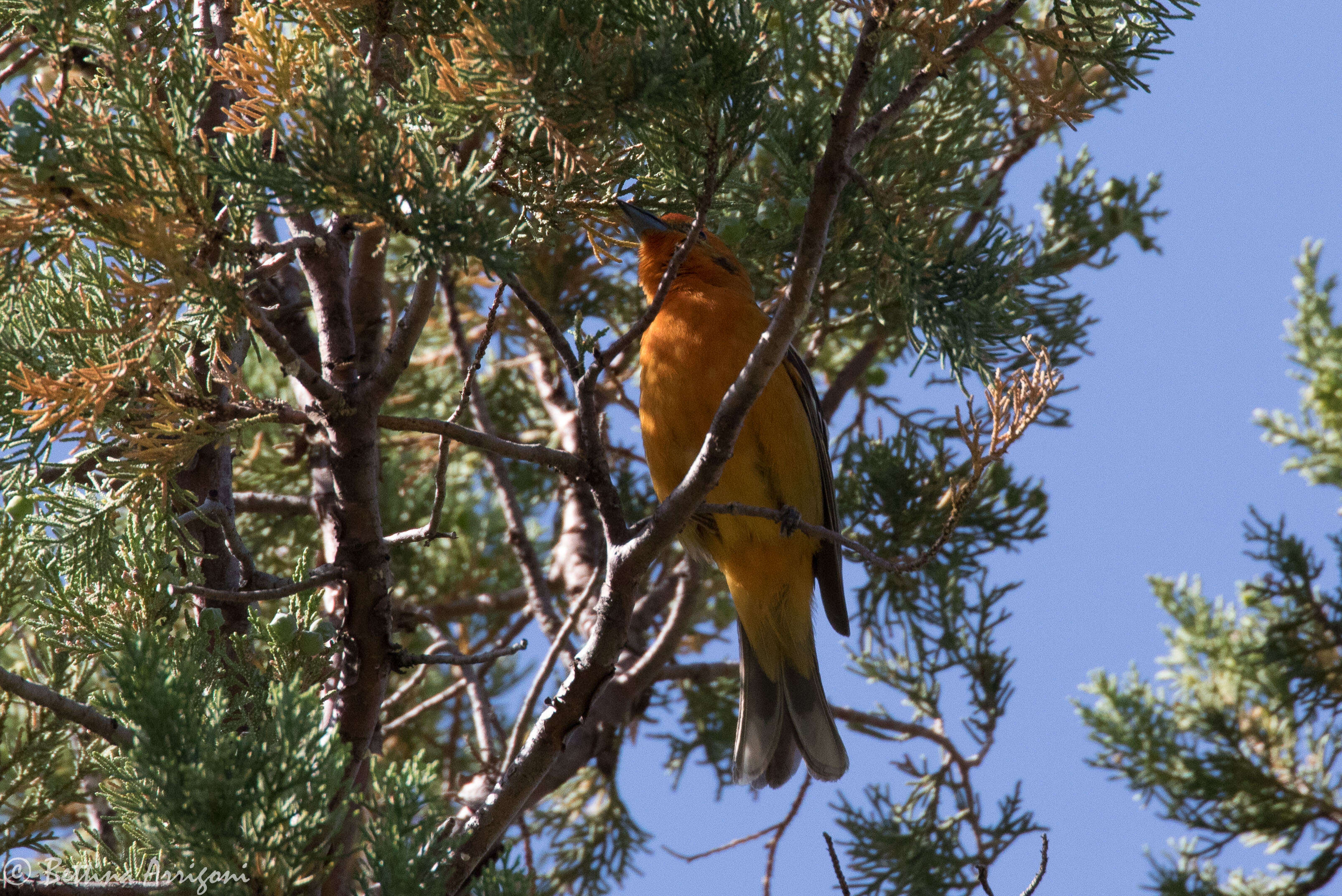 Image of Flame-colored Tanager