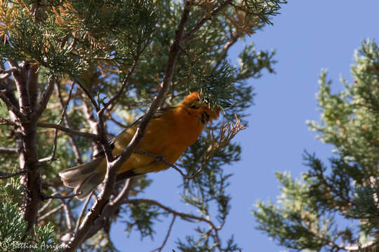 Image of Flame-colored Tanager