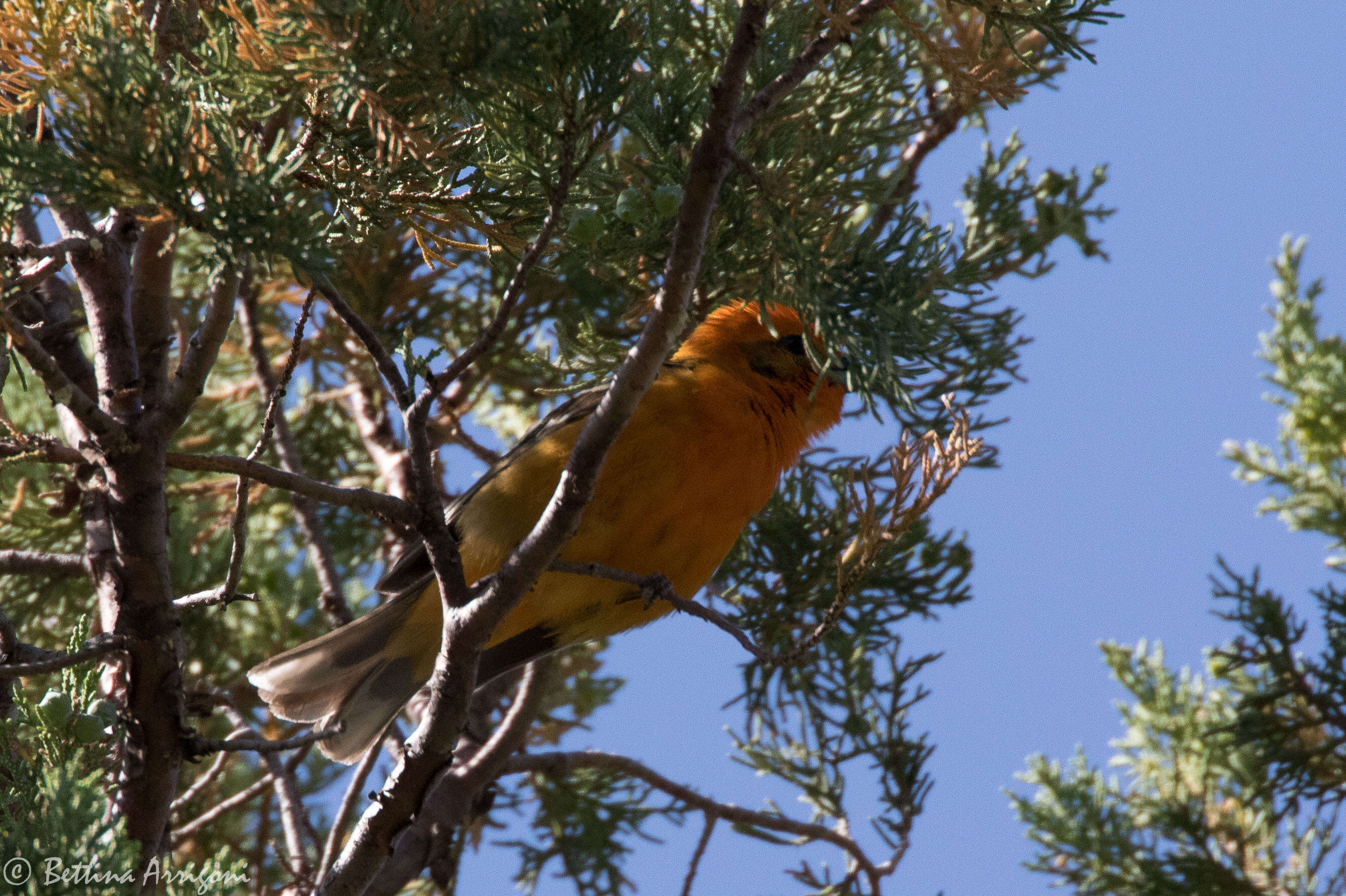 Image of Flame-colored Tanager