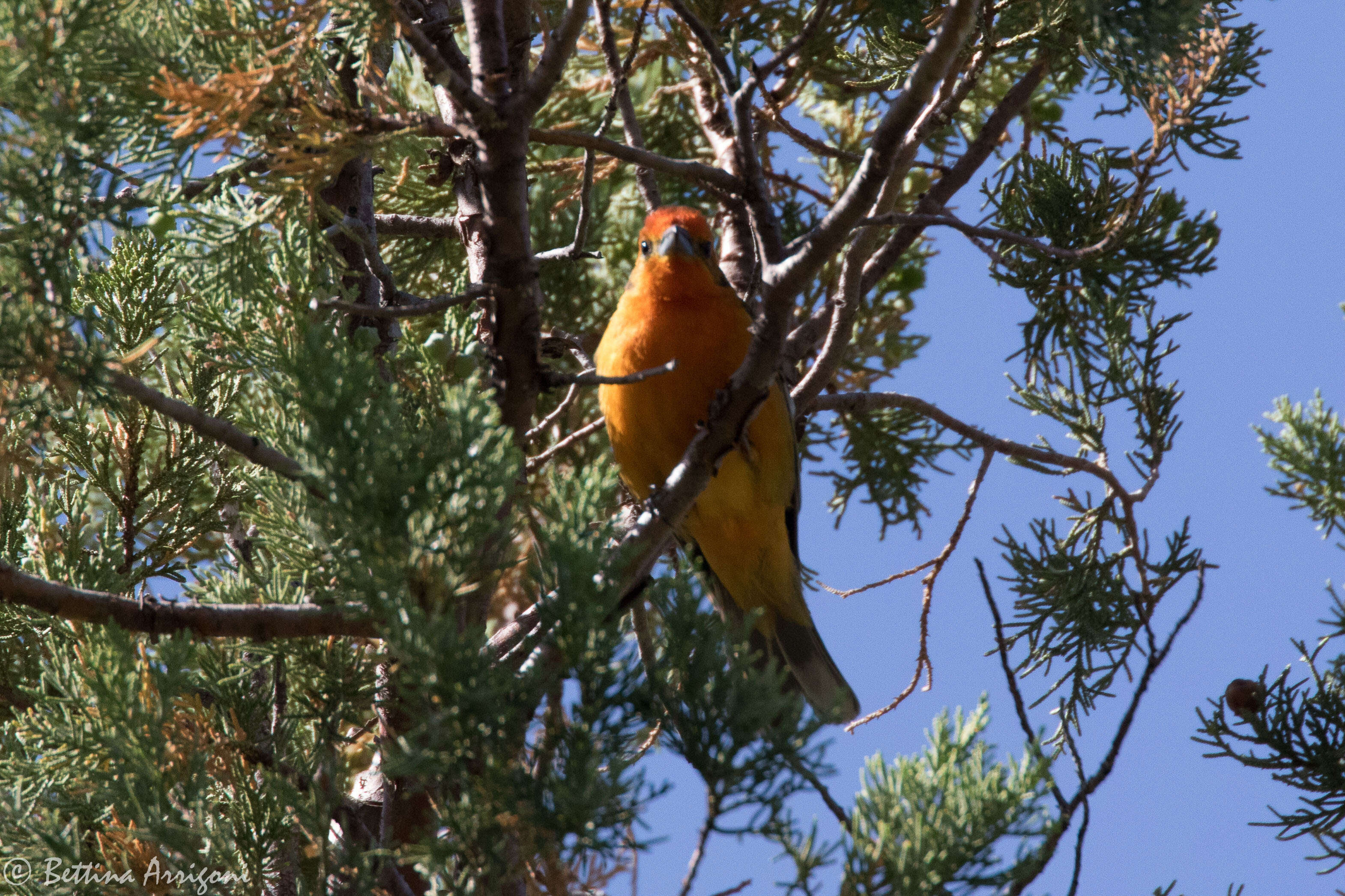 Image of Flame-colored Tanager