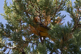 Image of Flame-colored Tanager