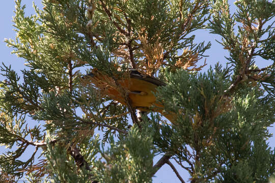 Image of Flame-colored Tanager