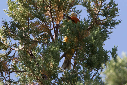 Image of Flame-colored Tanager