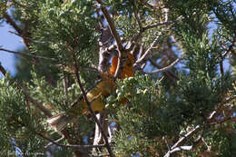 Image of Flame-colored Tanager