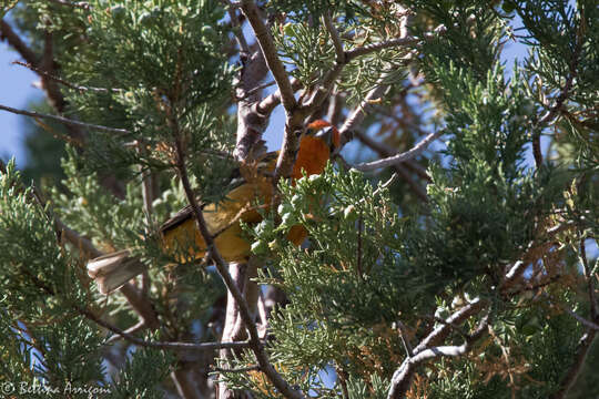 Image of Flame-colored Tanager