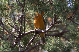 Image of Flame-colored Tanager