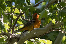 Image of Flame-colored Tanager