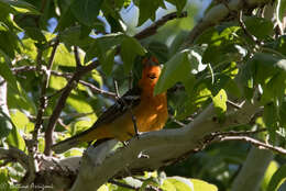 Image of Flame-colored Tanager