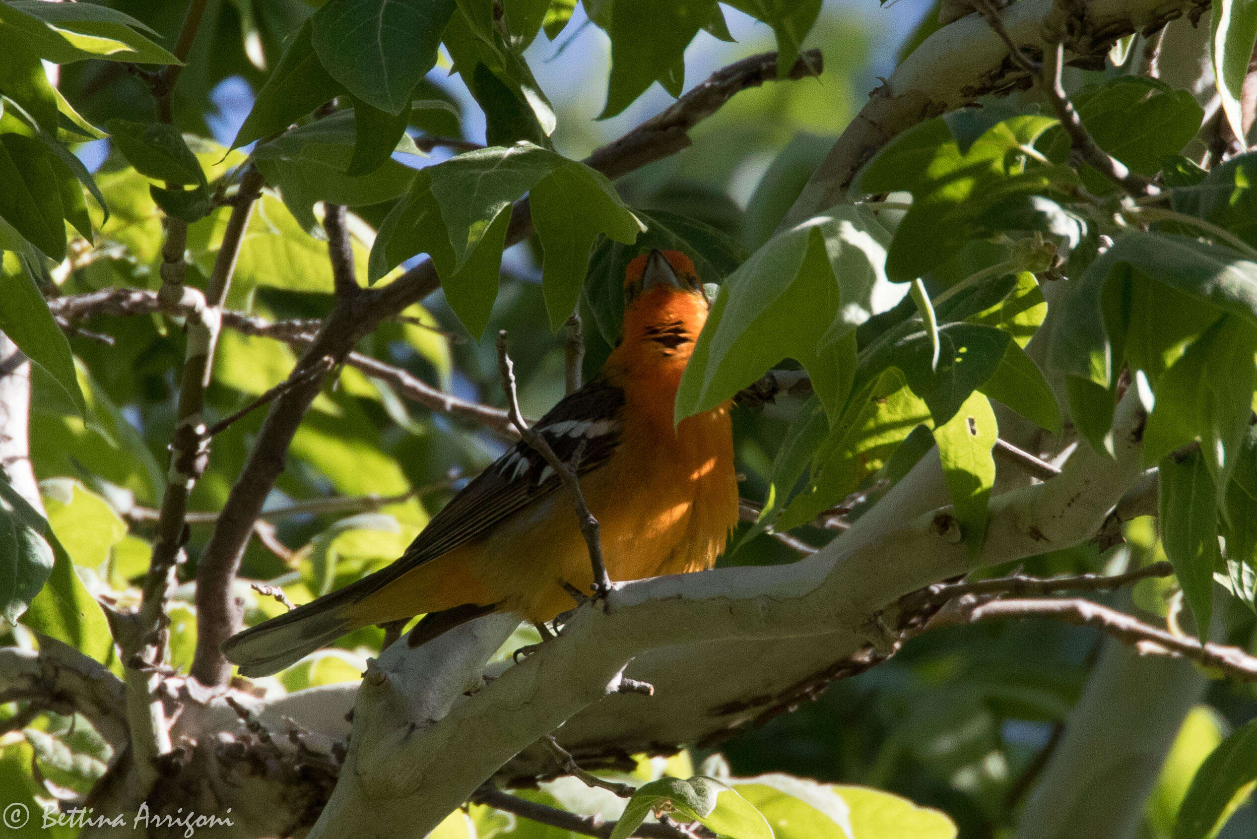 Image of Flame-colored Tanager