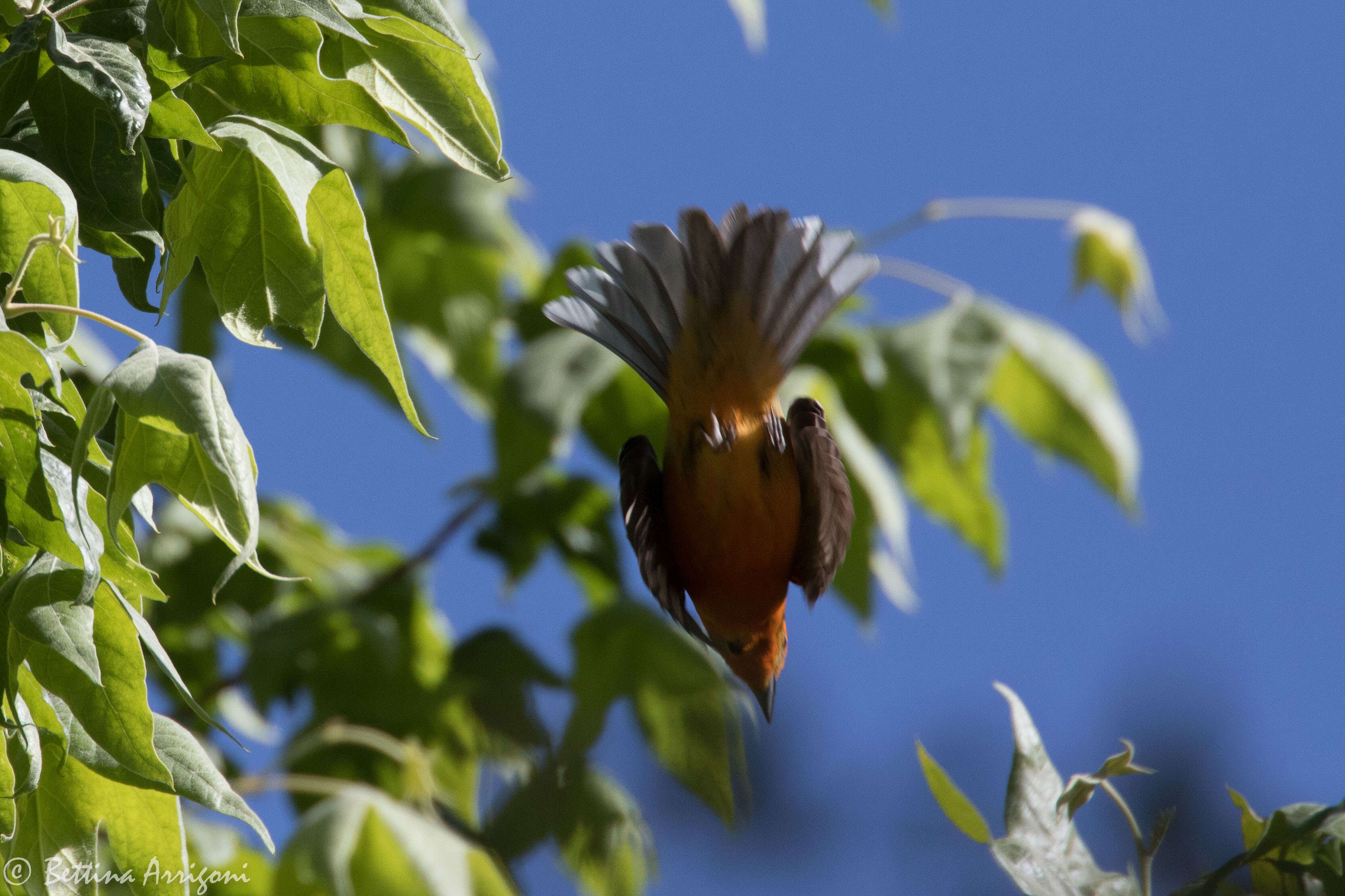 Image of Flame-colored Tanager