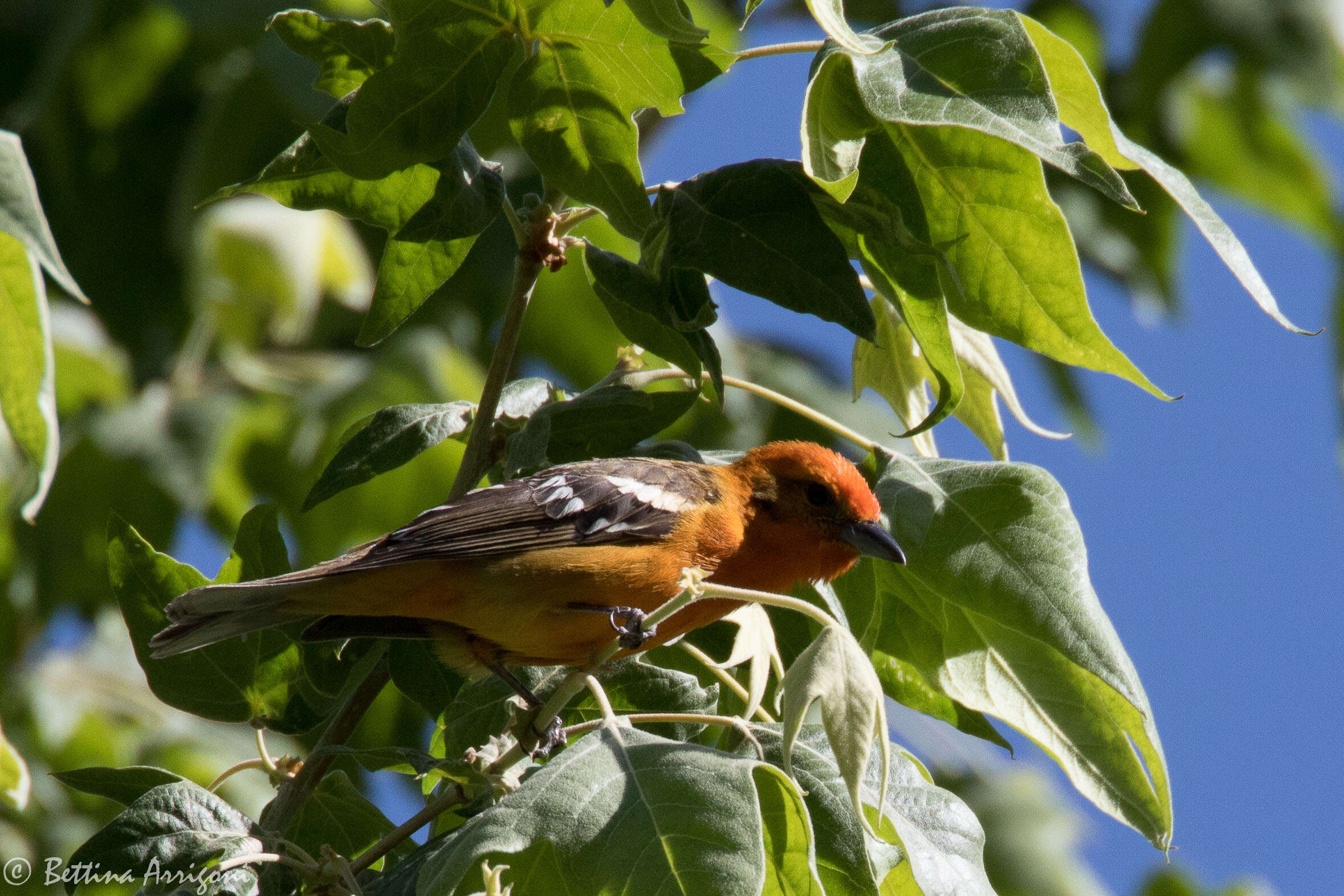 Image of Flame-colored Tanager