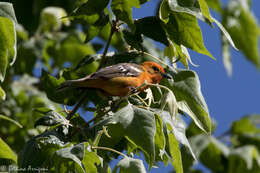 Image of Flame-colored Tanager