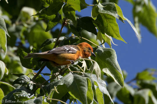 Image of Flame-colored Tanager