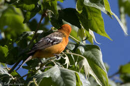 Image of Flame-colored Tanager