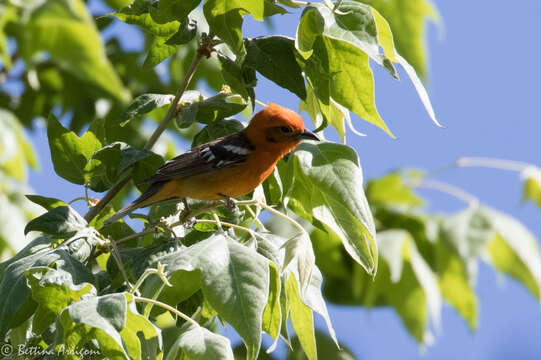 Image of Flame-colored Tanager