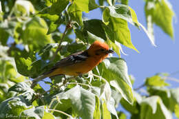 Image of Flame-colored Tanager