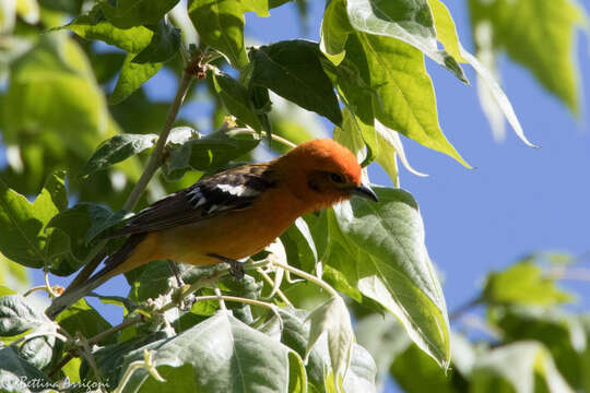 Image of Flame-colored Tanager