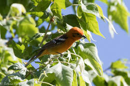 Image of Flame-colored Tanager