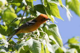 Image of Flame-colored Tanager