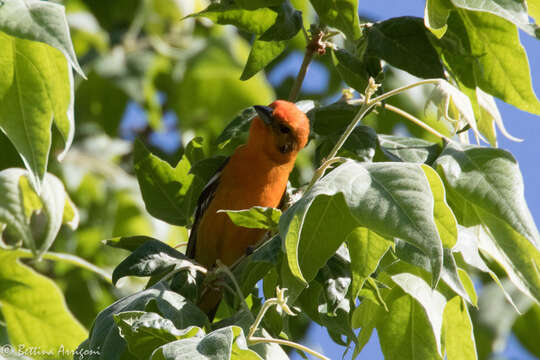 Image of Flame-colored Tanager