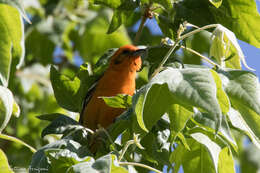 Image of Flame-colored Tanager