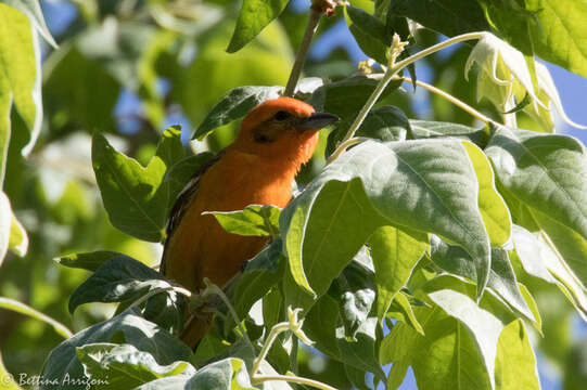 Image of Flame-colored Tanager