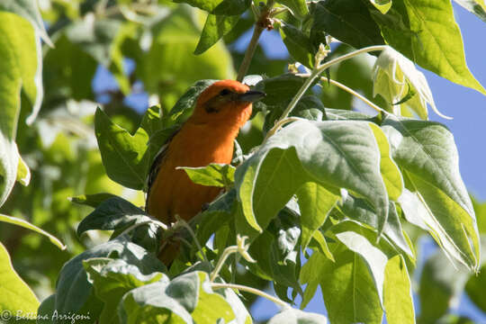 Image of Flame-colored Tanager