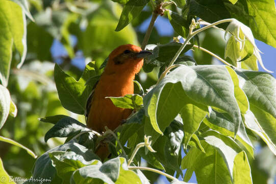 Image of Flame-colored Tanager