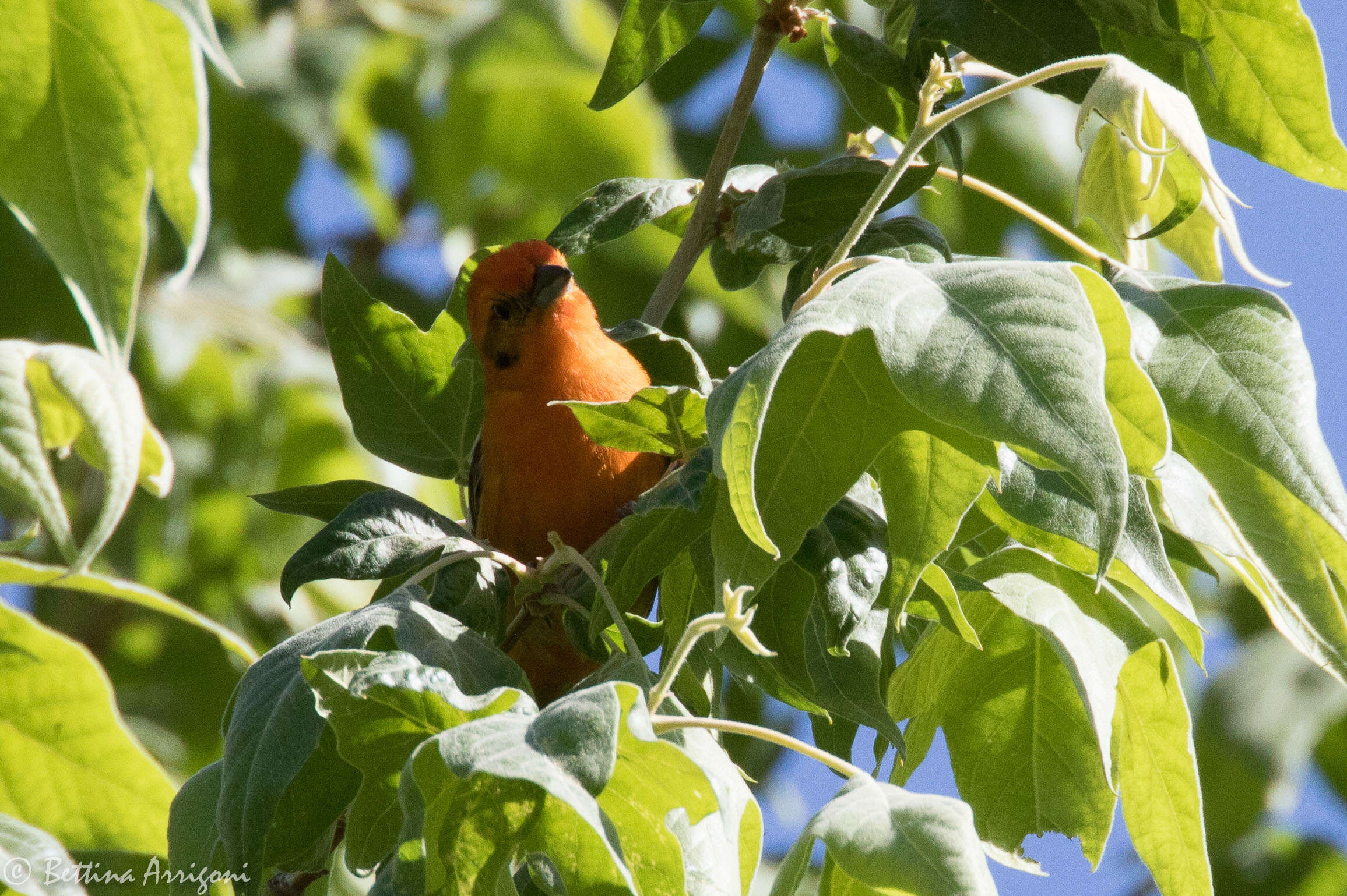 Image of Flame-colored Tanager