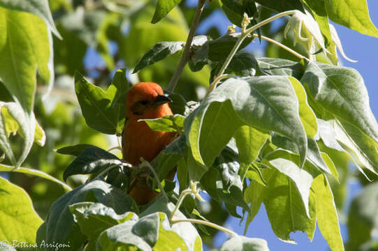 Image of Flame-colored Tanager