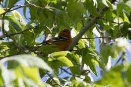 Image of Flame-colored Tanager