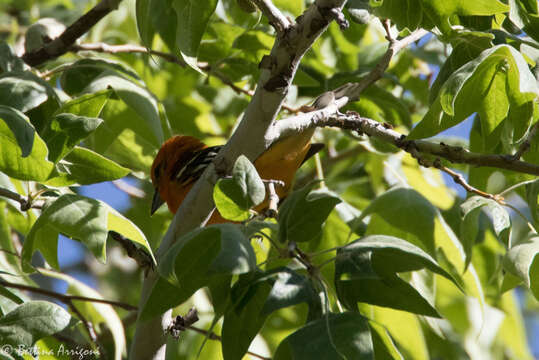 Image of Flame-colored Tanager