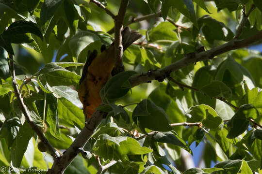 Image of Flame-colored Tanager