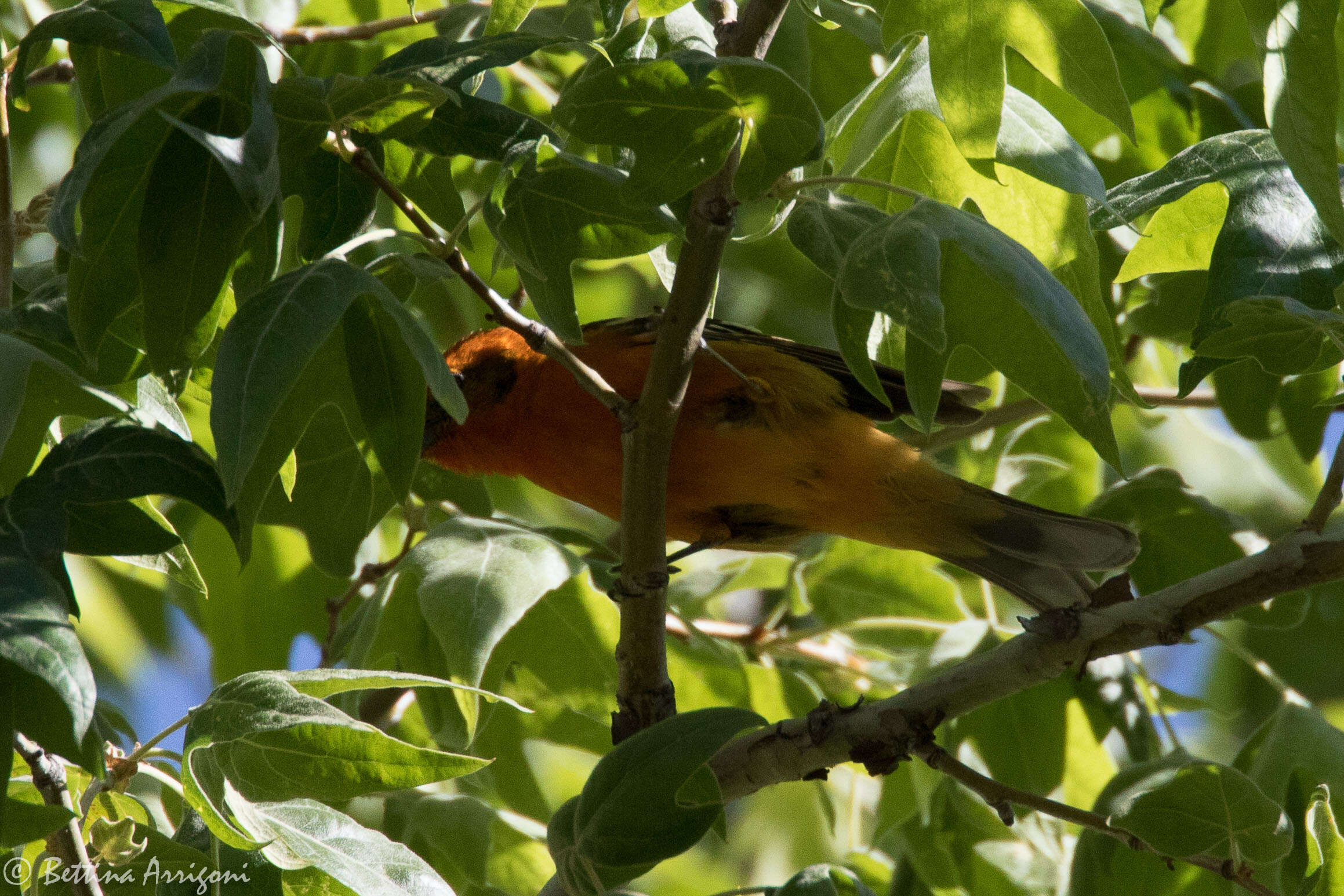 Image of Flame-colored Tanager