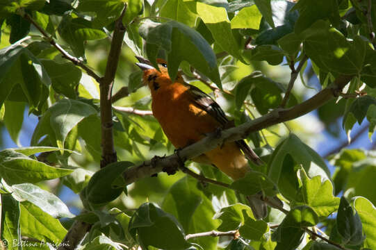 Image of Flame-colored Tanager