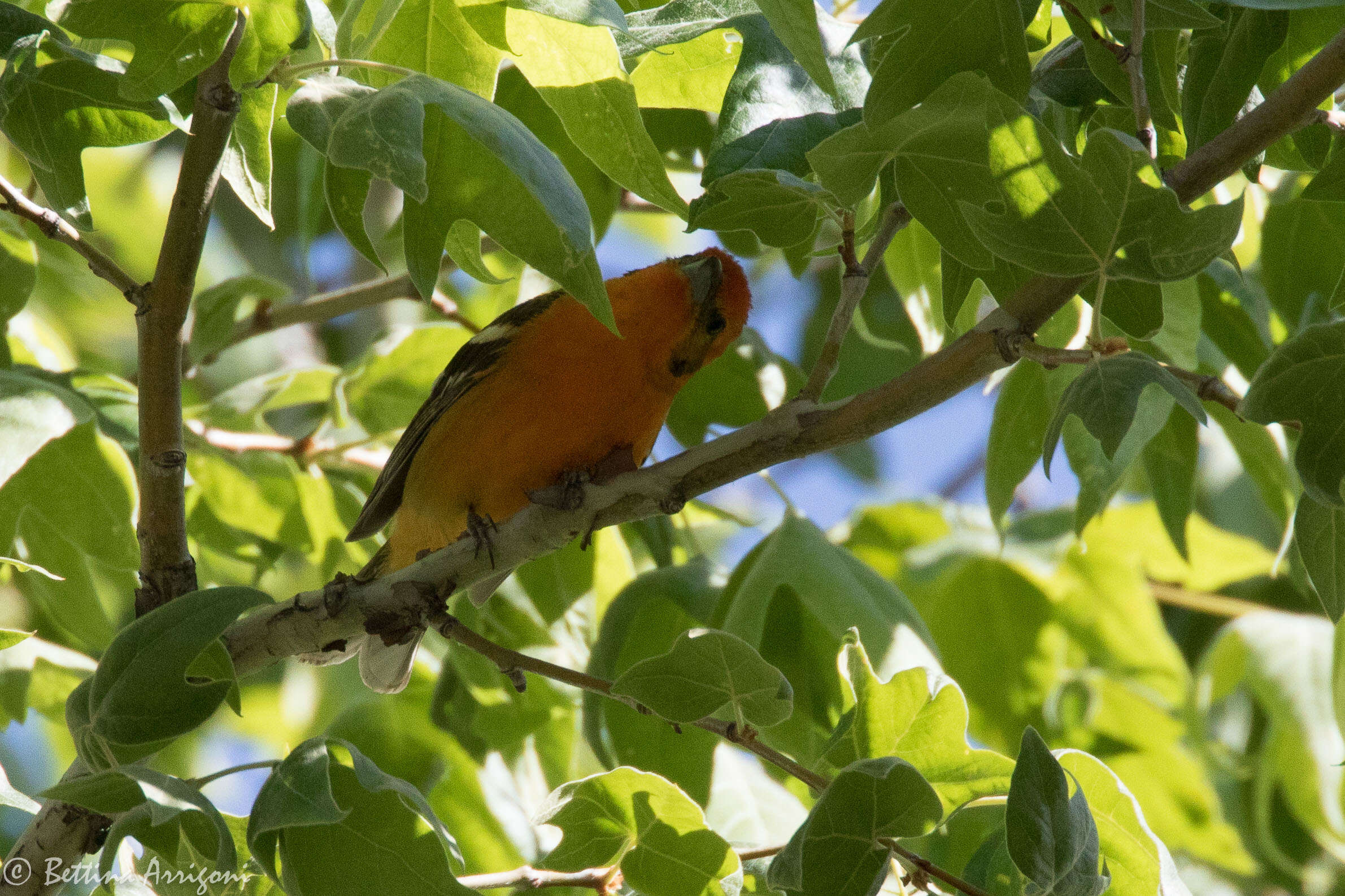 Image of Flame-colored Tanager