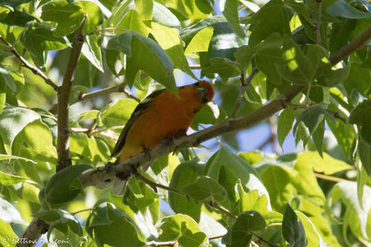 Image of Flame-colored Tanager