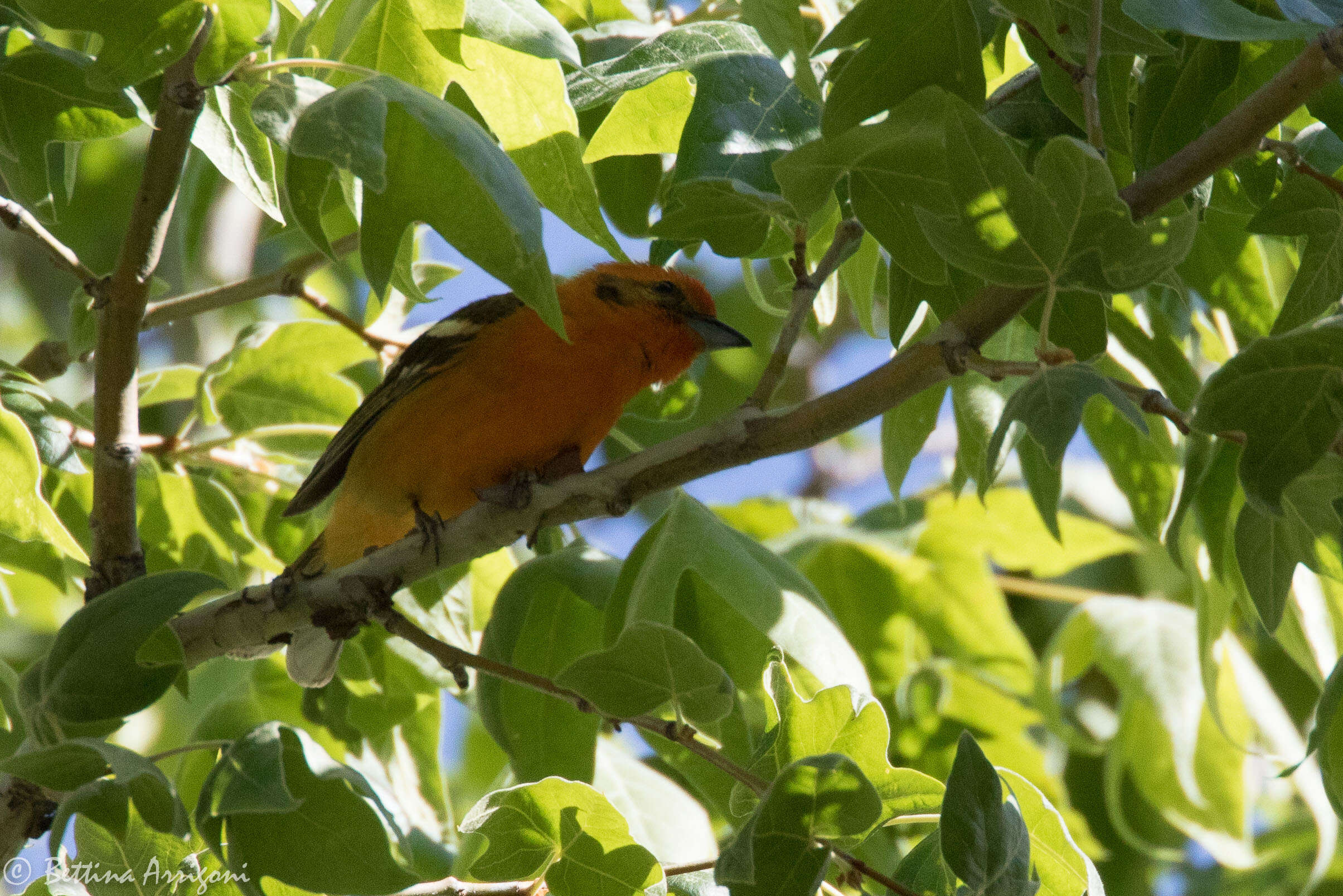 Image of Flame-colored Tanager