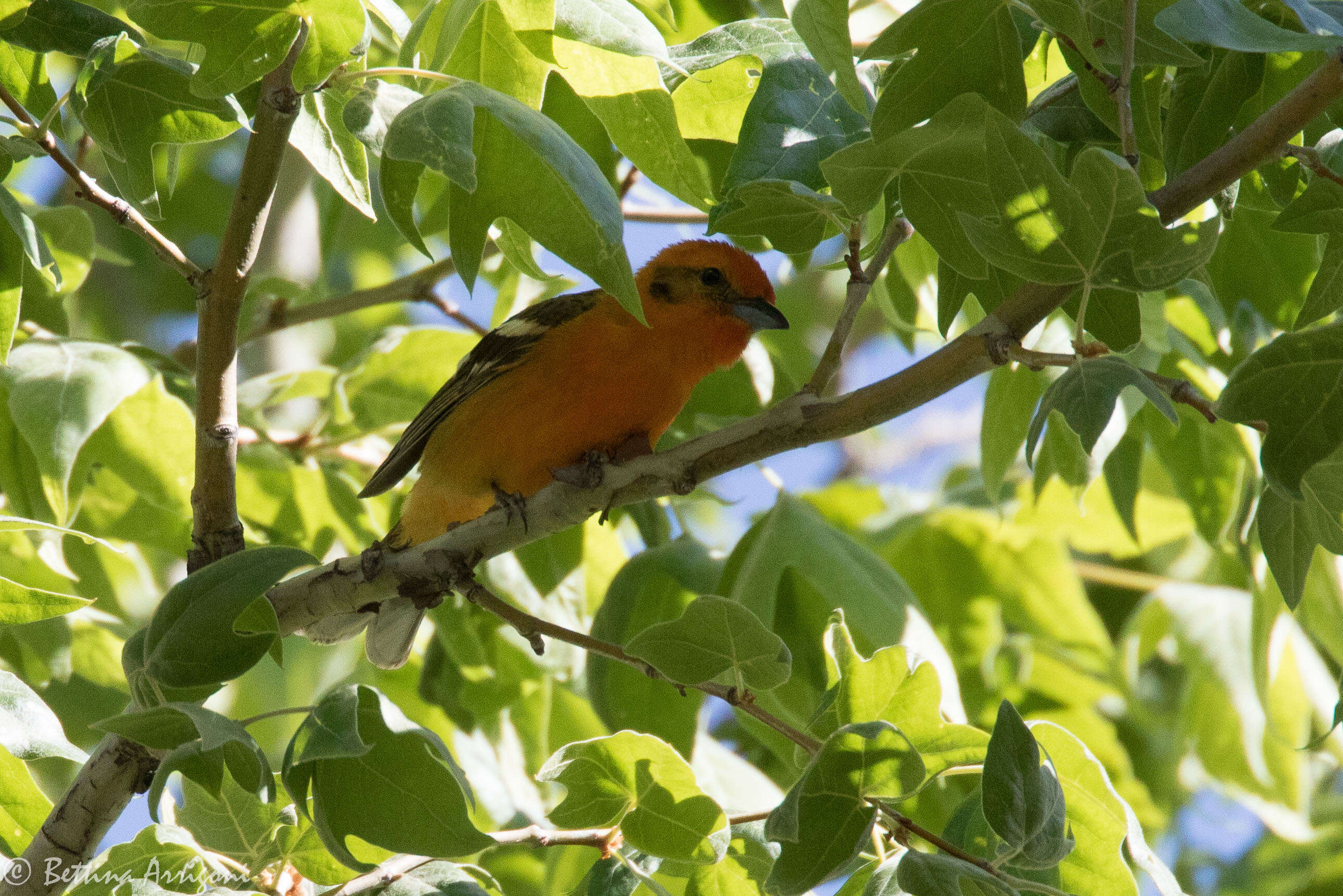 Image of Flame-colored Tanager