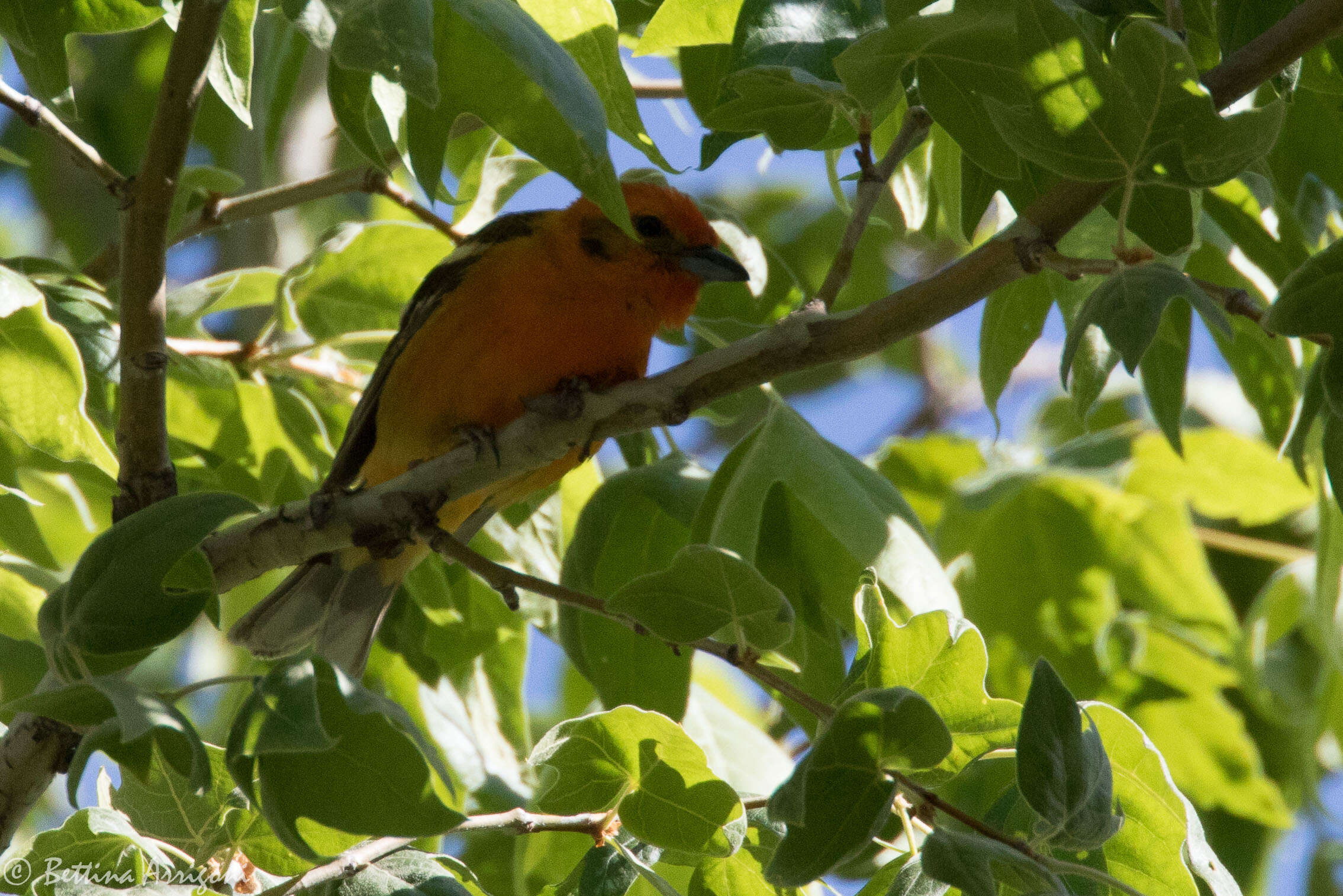 Image of Flame-colored Tanager