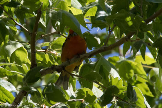 Image of Flame-colored Tanager